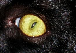 Scarey eyed cat!